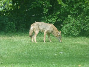 Coywolf - if I see him going after the deer and her fawn, I may have to dash outside and do some serious hazing...