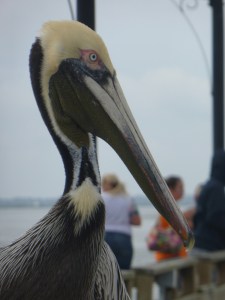 Pelican Pete on the Pier